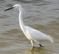 /album/les-oiseaux-de-grandlieu/aigrette-1-jpg/